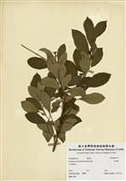 藏品(羊角藤)的圖片